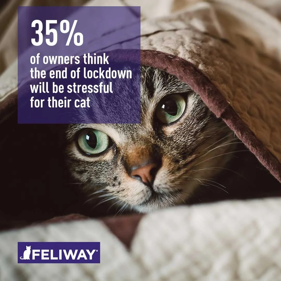 Cats During Lockdown A Survey by FELIWAY